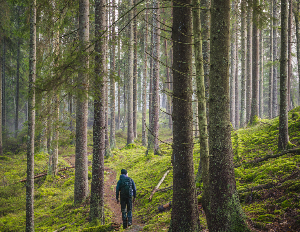 Skogbunn Trestammer Turgåer